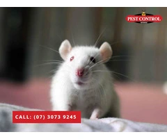 Trusted Pest Exterminators in Brisbane