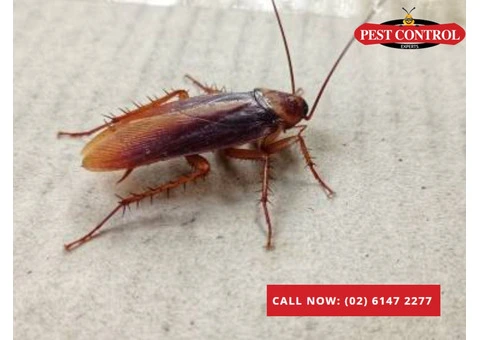 Comprehensive Building and Pest Inspections in Canberra