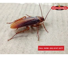 Comprehensive Building and Pest Inspections in Canberra