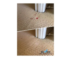 Expert Carpet Stain Removal in Sunshine Coast - De Vere Carpet and Leather Restorations