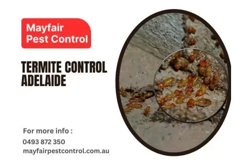 Termite Control Adelaide – Protect Your Property with MayFair Pest Control Pty Ltd