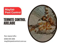 Termite Control Adelaide – Protect Your Property with MayFair Pest Control Pty Ltd