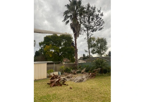 Tree Services North Shore - 1/4