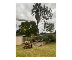 Tree Services North Shore