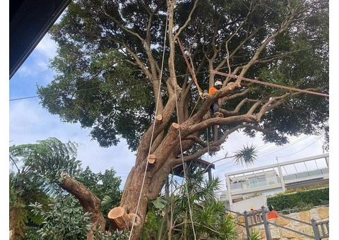 Tree Services North Shore - 2/4