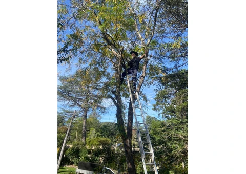Tree Services North Shore - 3/4