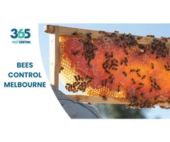 Bees Control Melbourne – Expert Removal, Fast Results
