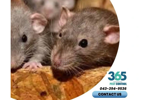 Professional Rodent Control Melbourne – Fast, Effective, and Affordable