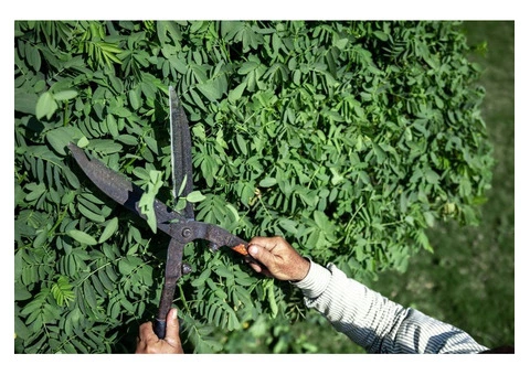 Lawn Mowing in Sydney - Tired of an Overgrown, Messy Lawn? - 2/5