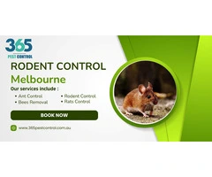 Effective Rodent Control Melbourne