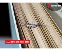 Pest Control Services in Scarborough