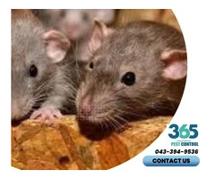 Rodent Control Melbourne – Trusted Experts for Fast, Reliable Pest Solutions
