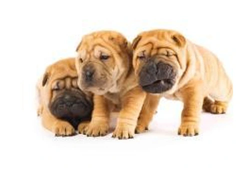 Trusted Small Dog Daycare Services