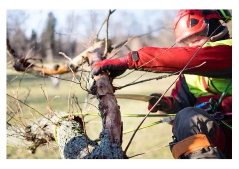 Tree Removal North Sydney