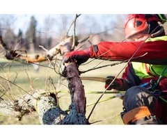 Tree Removal North Sydney