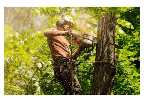 Tree Removal North Sydney - 2/2