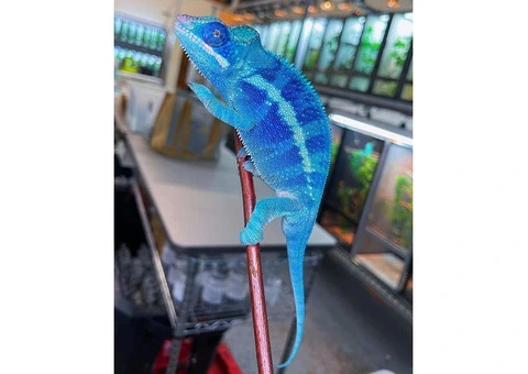 We offer exotic reptiles at absolute rock-bottom prices