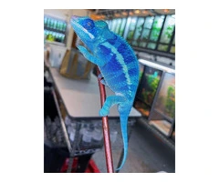 We offer exotic reptiles at absolute rock-bottom prices