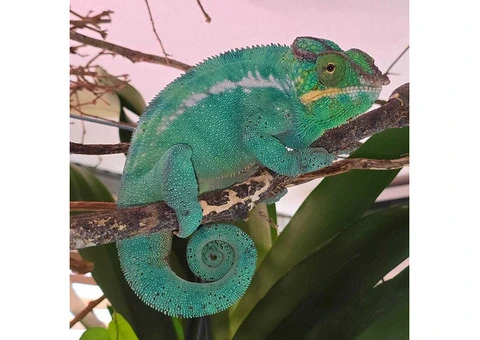 We offer exotic reptiles at absolute rock-bottom prices - 2/2