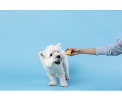 Improve Your Dog’s Health with LifeWise Biotic Liver Food