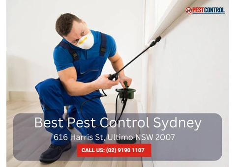 Professional Termite Removal Services in Sydney