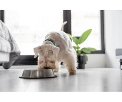 Will My Dog Like LifeWise Biotic with Turkey and Oats?