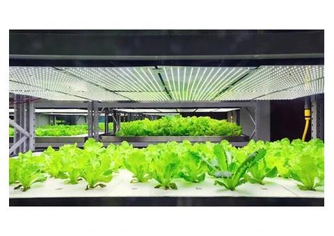 Hydroponic Greenhouse Central Coast