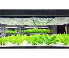 Hydroponic Greenhouse Central Coast
