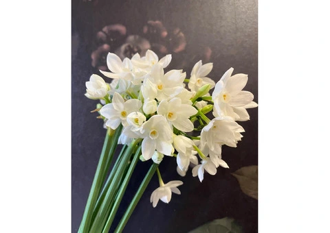 Susan Avery: Thoughtful Flowers for Funeral Sydney-wide
