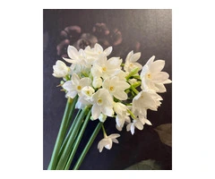 Susan Avery: Thoughtful Flowers for Funeral Sydney-wide