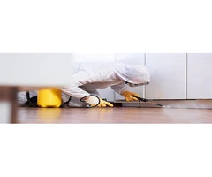 CBD Pest Control Adelaide