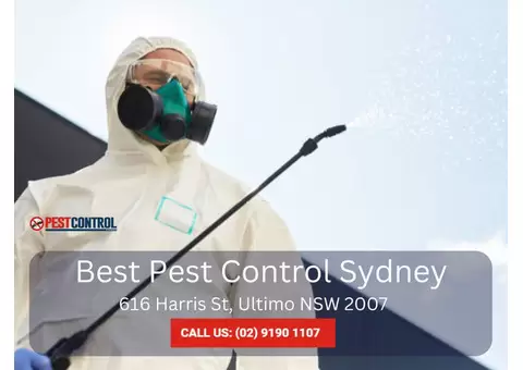Comprehensive Termite Inspection Services in Sydney