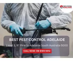 Reliable White Ant Treatment Services in Adelaide