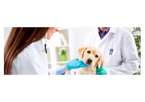 Emergency Veterinary Clinic – Expert Care When It Matters Most