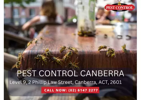 Professional Pest Inspections Near You | Reliable & Efficient