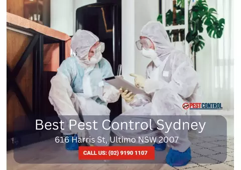 Effective Termite Management in Sydney