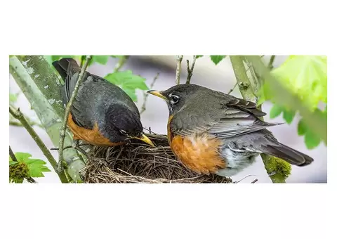 Reliable Bird Control in Melbourne for Your Property