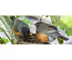 Reliable Bird Control in Melbourne for Your Property