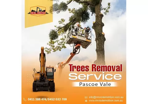 Trees Removal Service: Uprooting Trees with Care