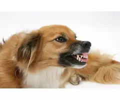 Affordable Puppy Training Services in Perth