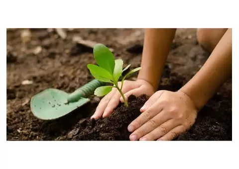 Enhance Your Garden with Quality Planting Services Mordialloc