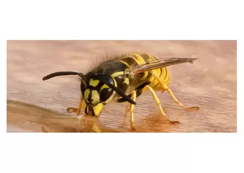 Wasps Control in Melbourne with Effective Pest Solutions