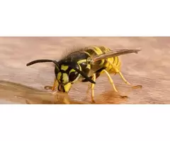 Wasps Control in Melbourne with Effective Pest Solutions