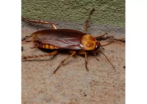 Flatline Pest Control - Cockroach Control Central Coast
