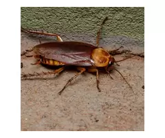 Flatline Pest Control - Cockroach Control Central Coast