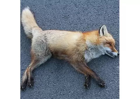 Mobile Dead Animal Removal Brisbane - 1/5