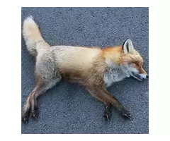 Mobile Dead Animal Removal Brisbane