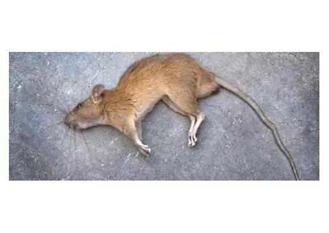 Mobile Dead Animal Removal Brisbane - 2/5