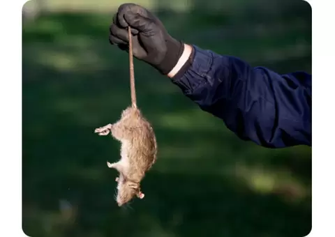 Mobile Dead Animal Removal Brisbane - 3/5