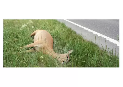 Mobile Dead Animal Removal Brisbane - 5/5